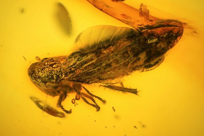 mm Fossil Cicada (Auchenorrhyncha) In Baltic Amber #123397